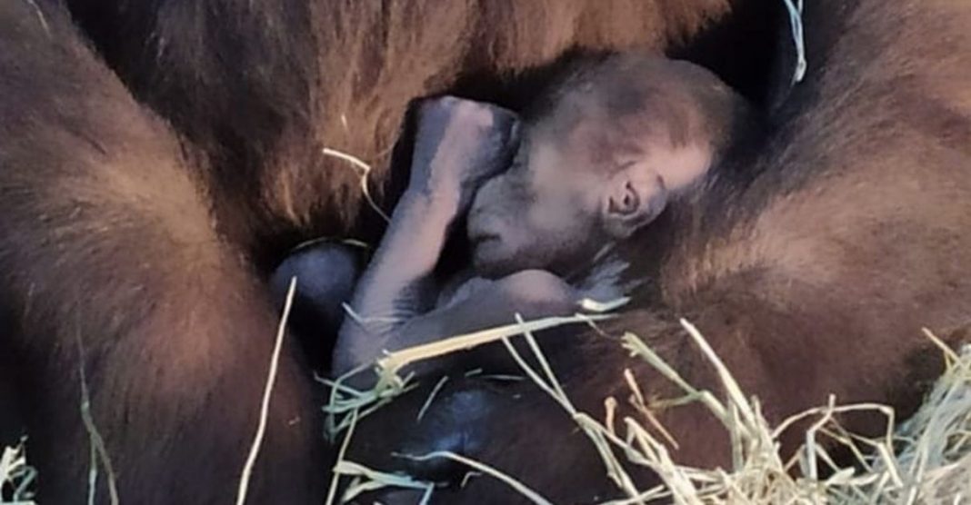 Filhote de gorila morre em Zoológico de Belo Horizonte enquanto brincava com os irmãos