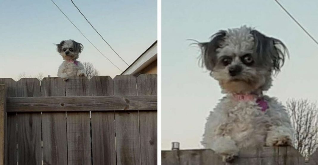 Esta cachorrinha ‘espiando’ por cima de uma cerca está deixando as pessoas “desconfortáveis”