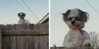 Esta cachorrinha ‘espiando’ por cima de uma cerca está deixando as pessoas “desconfortáveis”