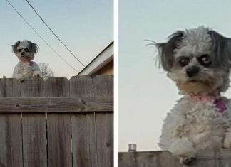 Esta cachorrinha ‘espiando’ por cima de uma cerca está deixando as pessoas “desconfortáveis”