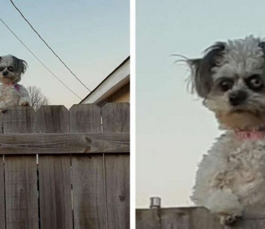 Esta cachorrinha ‘espiando’ por cima de uma cerca está deixando as pessoas “desconfortáveis”