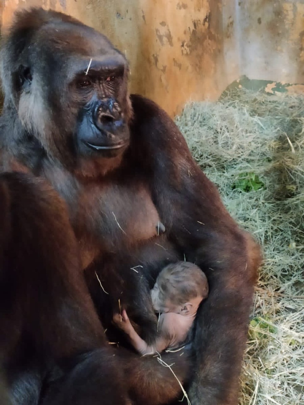 revistacarpediem.com - Filhote de gorila morre em Zoológico de Belo Horizonte enquanto brincava com os irmãos