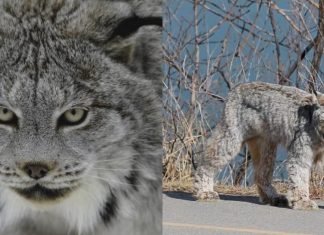 Uma felina verdadeiramente majestosa decide se mostrar ao mundo e as fotos são espetaculares