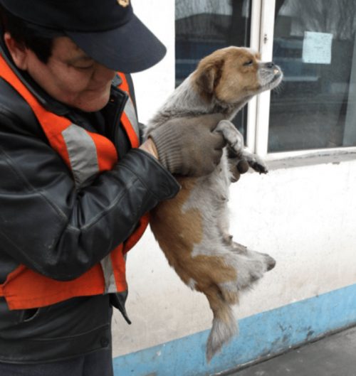 revistacarpediem.com - Cachorrinha é abandonada, atropelada, perde duas patinhas mas continua a cuidar de seus filhotes