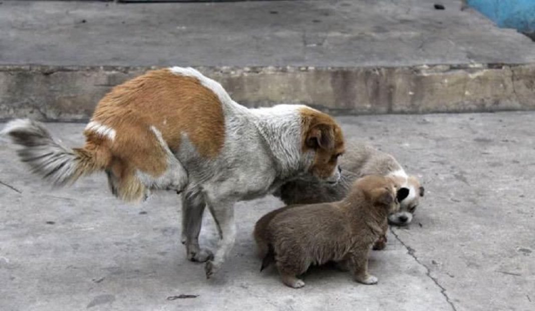 Cachorrinha é abandonada, atropelada, perde duas patinhas mas continua a cuidar de seus filhotes