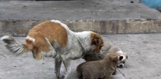 Cachorrinha é abandonada, atropelada, perde duas patinhas mas continua a cuidar de seus filhotes