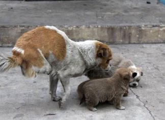 Cachorrinha é abandonada, atropelada, perde duas patinhas mas continua a cuidar de seus filhotes