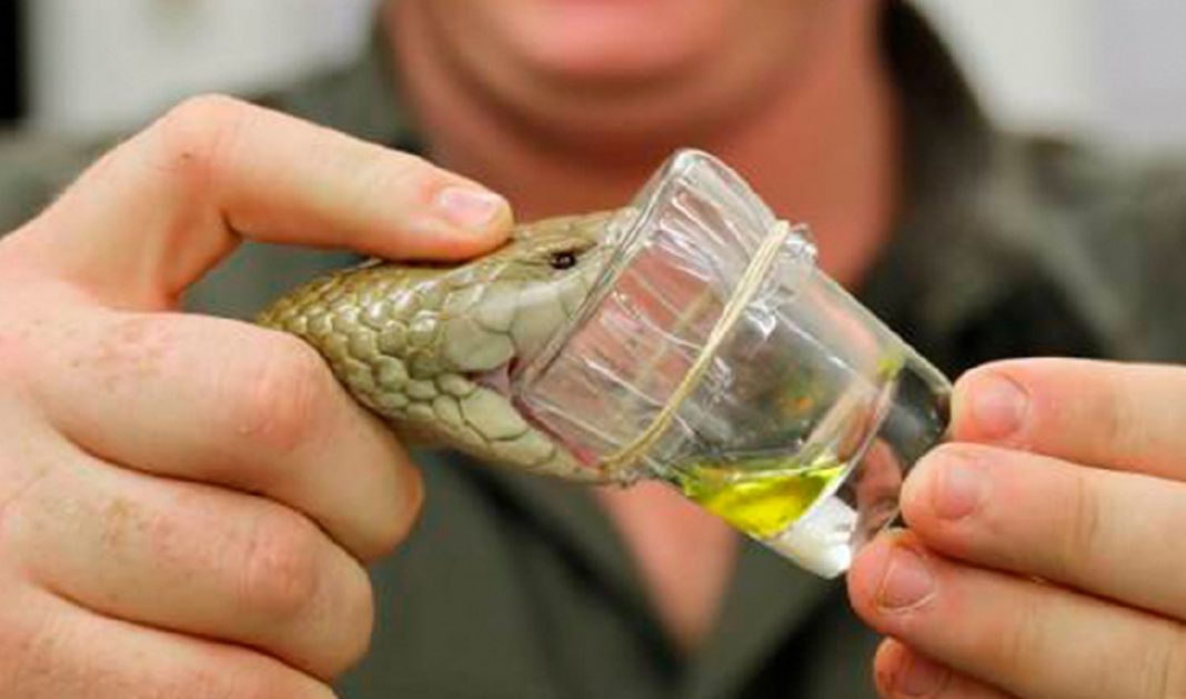 Recorde! Cobra produz veneno suficiente para matar 3 mil adultos em uma única extração