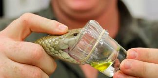 Recorde! Cobra produz veneno suficiente para matar 3 mil adultos em uma única extração