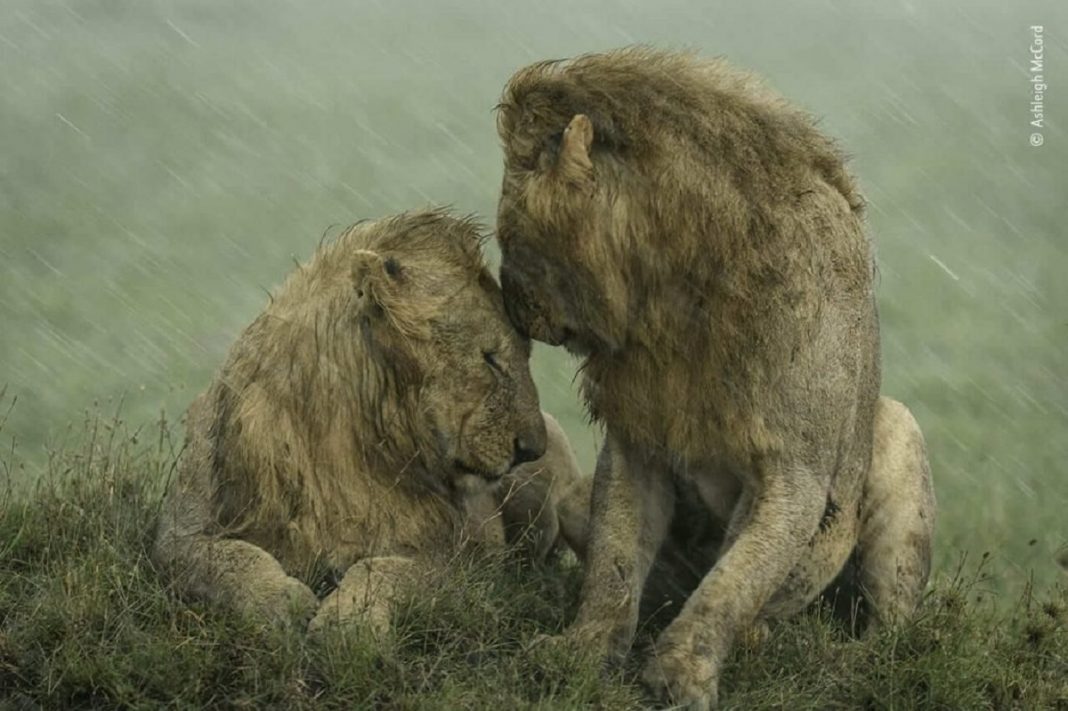 Dois leões machos se acariciam em meio a tempestade em foto vencedora de prêmio