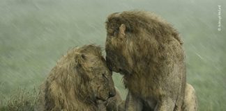 Dois leões machos se acariciam em meio a tempestade em foto vencedora de prêmio