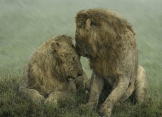 Dois leões machos se acariciam em meio a tempestade em foto vencedora de prêmio