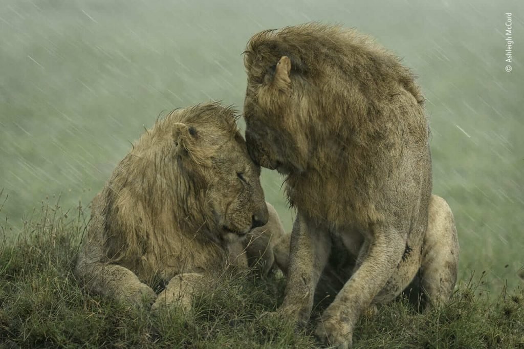 fotos4 - Dois leões machos se acariciam em meio a tempestade em foto vencedora de prêmio
