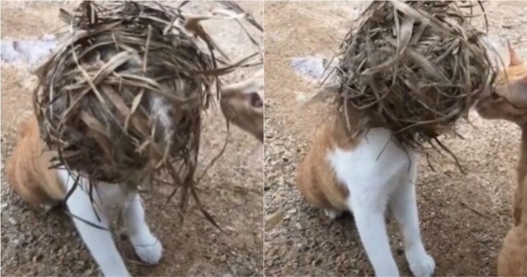 Hilário! Gato é flagrado com um ninho preso na cabeça