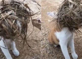 Hilário! Gato é flagrado com um ninho preso na cabeça