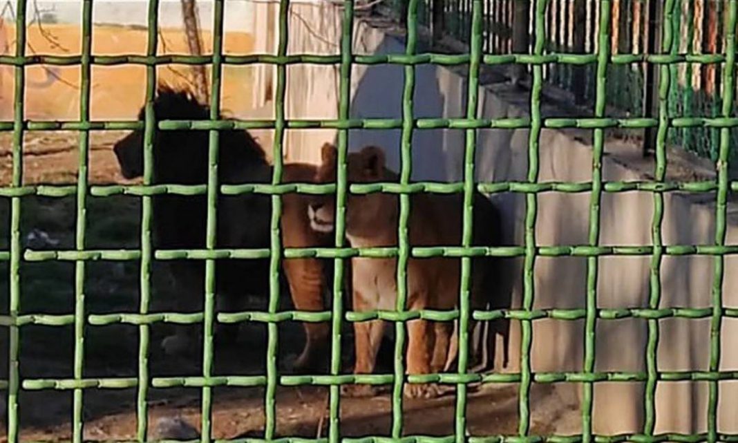 Leões matam cuidador e escapam de zoológico