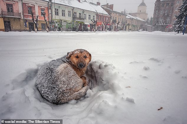 neve1 - Cachorrinho perdido é encontrado abraçando menina para que ela não congele na neve