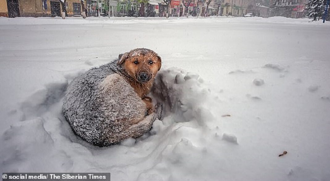 Cachorrinho perdido é encontrado abraçando menina para que ela não congele na neve