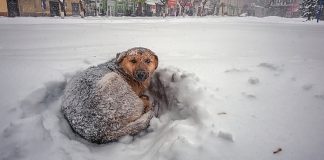 Cachorrinho perdido é encontrado abraçando menina para que ela não congele na neve