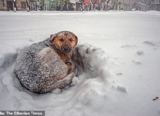 Cachorrinho perdido é encontrado abraçando menina para que ela não congele na neve