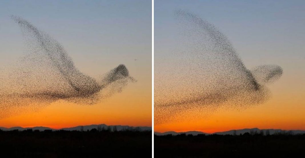 Fotógrafo captura uma foto em um milhão e não percebe até chegar em casa