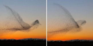 Fotógrafo captura uma foto em um milhão e não percebe até chegar em casa