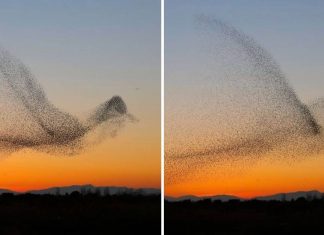 Fotógrafo captura uma foto em um milhão e não percebe até chegar em casa