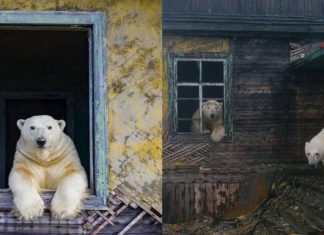 Ursos polares invadem estação abandonada no Ártico