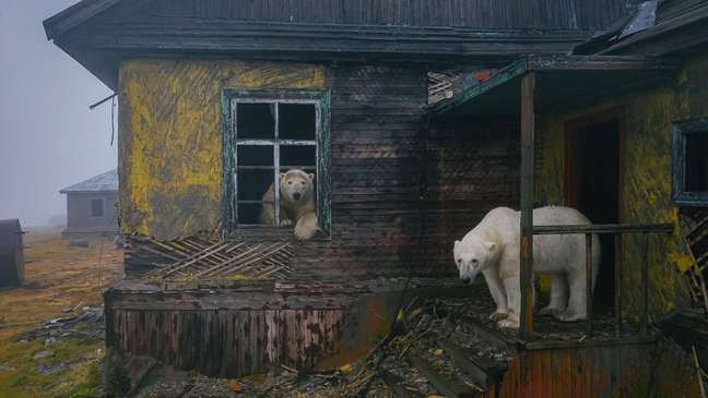 revistacarpediem.com - Ursos polares invadem estação abandonada no Ártico