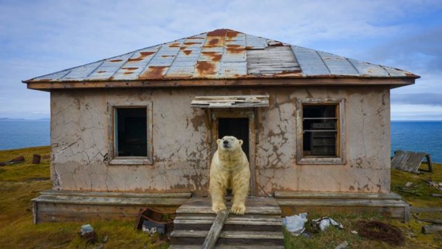 revistacarpediem.com - Ursos polares invadem estação abandonada no Ártico