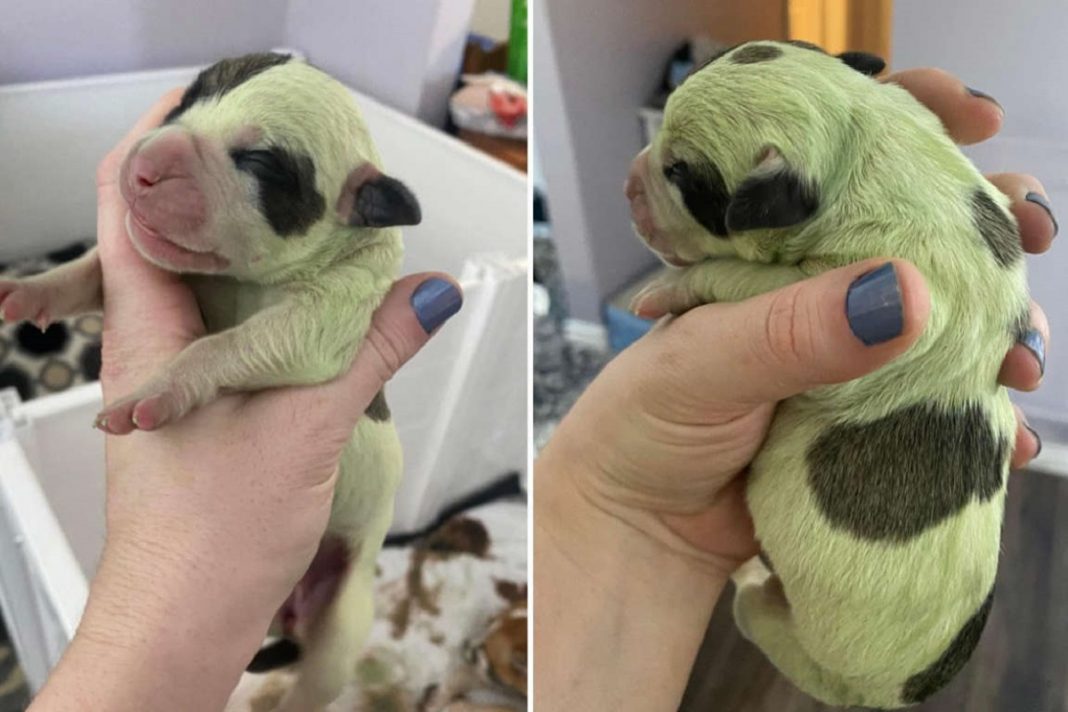 Bulldogue dá à luz filhotinho de pelugem verde e brilhante