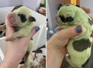 Bulldogue dá à luz filhotinho de pelugem verde e brilhante