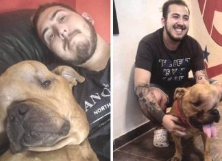 Jovem adota cachorro desenganado por veterinários para dar amor a ele em seus últimos dias