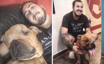 adopta perro tumor portada 356x220 - Inicio