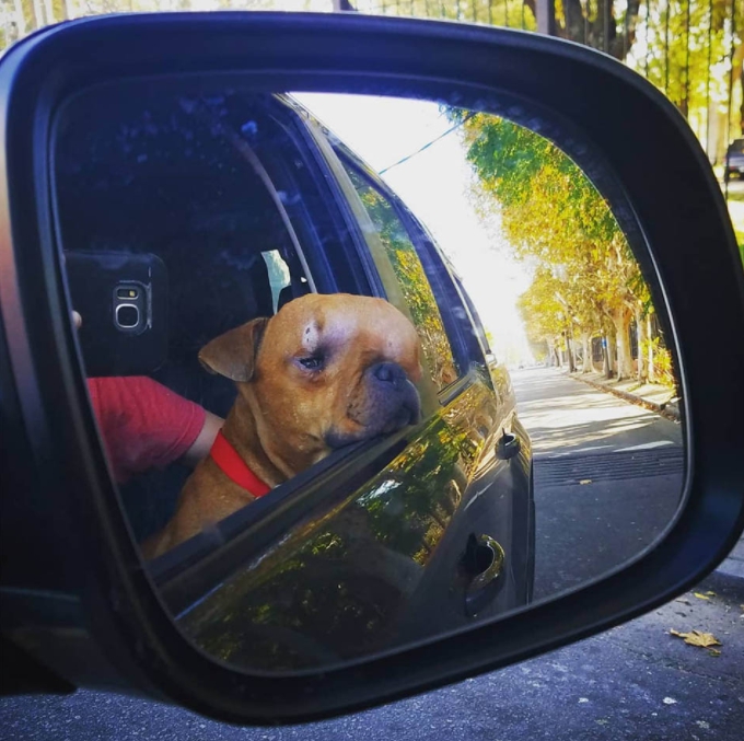 revistacarpediem.com - Jovem adota cachorro desenganado por veterinários para dar amor a ele em seus últimos dias