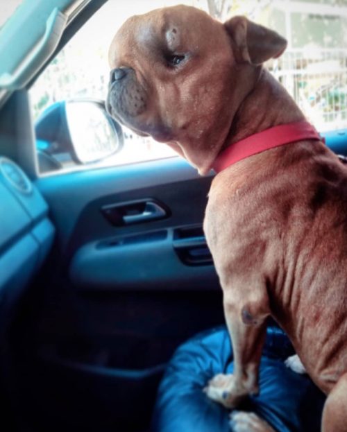 revistacarpediem.com - Jovem adota cachorro desenganado por veterinários para dar amor a ele em seus últimos dias