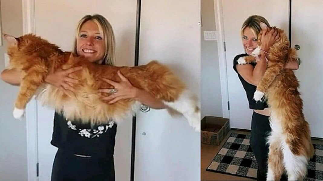 Conheça o gato gigante que tem o tamanho de uma criança de 9 anos