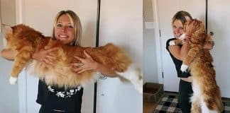 Conheça o gato gigante que tem o tamanho de uma criança de 9 anos