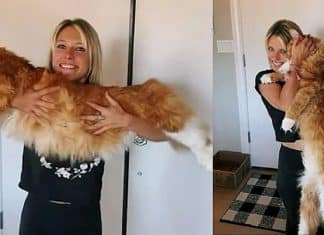 Conheça o gato gigante que tem o tamanho de uma criança de 9 anos