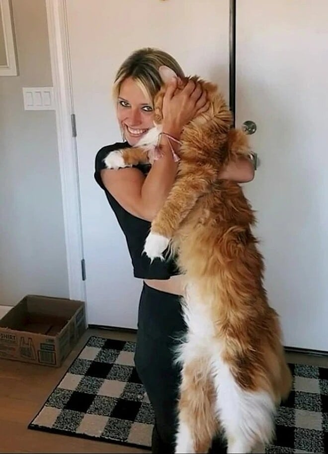 revistacarpediem.com - Conheça o gato gigante que tem o tamanho de uma criança de 9 anos