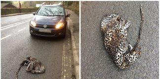 Motorista para o carro para ajudar um “leopardo” que estava ferido na estrada e é surpreendido