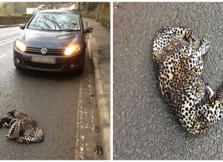 Motorista para o carro para ajudar um “leopardo” que estava ferido na estrada e é surpreendido