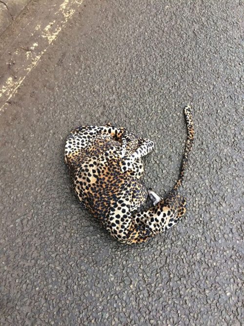 revistacarpediem.com - Motorista para o carro para ajudar um "leopardo" que estava ferido na estrada e é surpreendido