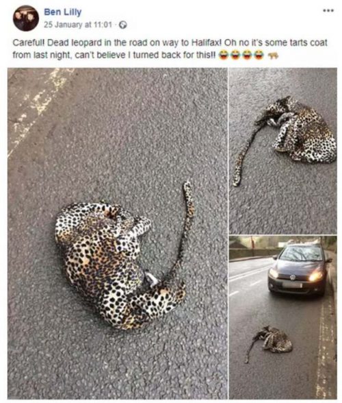 revistacarpediem.com - Motorista para o carro para ajudar um "leopardo" que estava ferido na estrada e é surpreendido