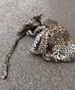 revistacarpediem.com - Motorista para o carro para ajudar um "leopardo" que estava ferido na estrada e é surpreendido